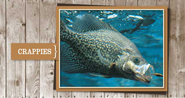 Crappies